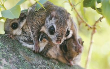 첫 '이달의 멸종위기 야생생물'에 선정된 하늘다람쥐. [국립공원공단 제공. 재판매 및 DB 금지]