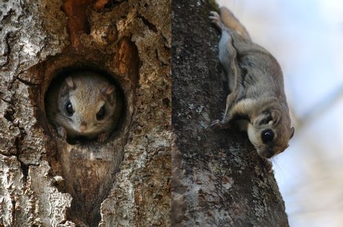 첫 '이달의 멸종위기 야생생물'에 선정된 하늘다람쥐. [국립공원공단 제공. 재판매 및 DB 금지]