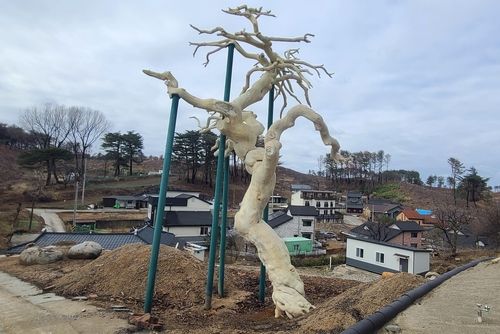 산불로 고사한 소나무