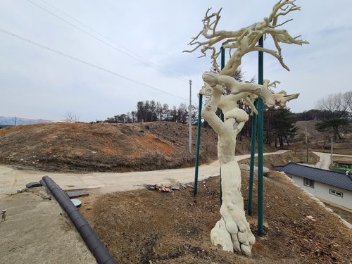 대형산불로 죽은 소나무와 초토화된 산