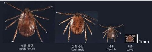 단계별 참진드기 모습