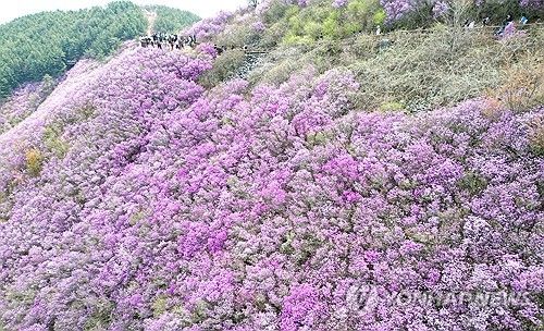 분홍빛 창원 천주산 진달래