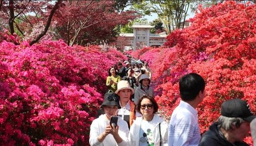 봄꽃축제 찾은 관광객