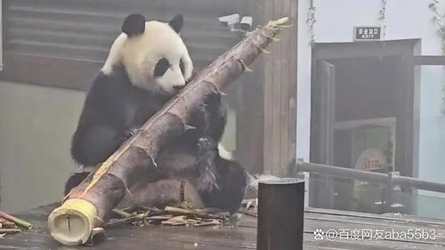 대나무 살피는 판다