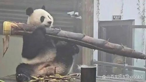 대나무를 어깨에 멘 판다