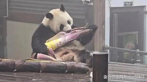 죽순 먹는 판다