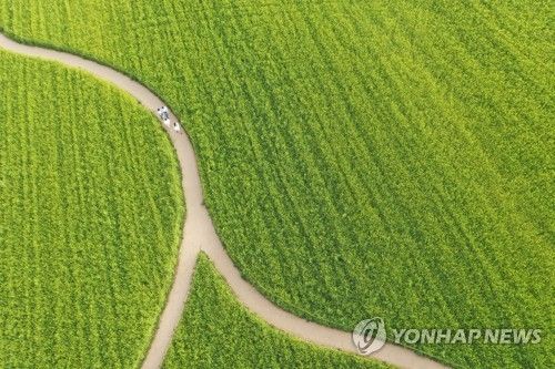 전북 고창 청보리밭