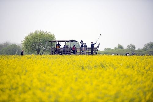 지난해 부여세도 방울토마토&유채꽃 축제 장면 