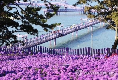 퍼플섬에 핀 아스타꽃