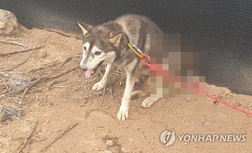 화살 관통 학대 받은 개