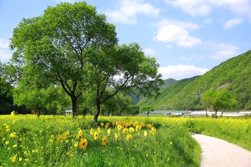 동이 유채꽃밭