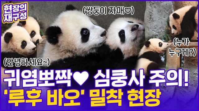 [현장의재구성] "반가워, 쌍둥이바오!"…'호기심천국' 방사 현장