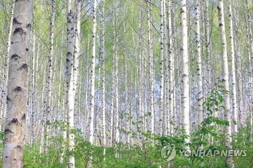 은빛 찬란함과 연녹색의 하모니