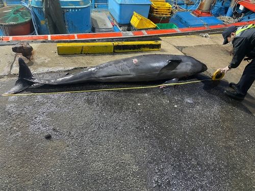 고래 길이 측정하는 해경