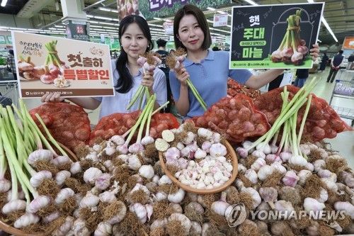 햇 주대 마늘이 왔어요~