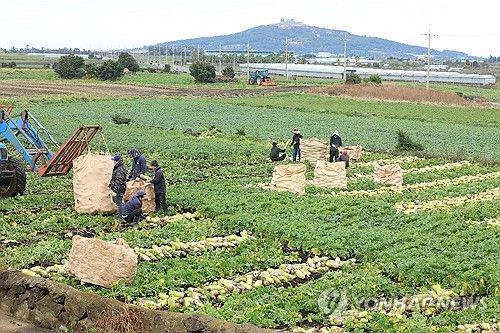 제주 월동무 수확 개시