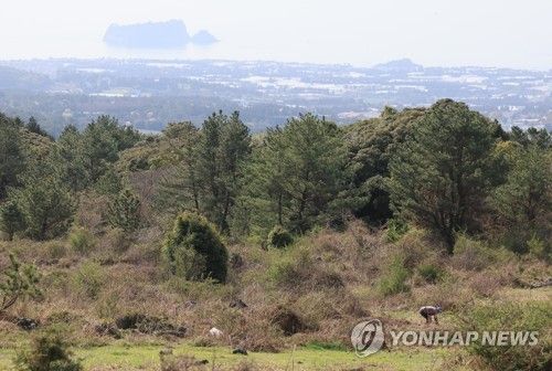 봄철 제주 들판 고사리 채취
