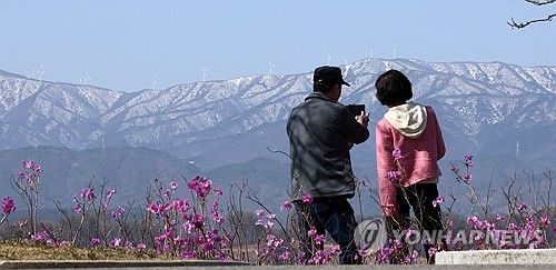 지난달 31일 강원 강릉시 경포호 주변에 활짝 핀 진달래가 완연한 봄소식을 전하고 있다. 멀리 백두대간에 흰 눈이 쌓여 있다. [연합뉴스 자료사진. 재판매 및 DB 금지]