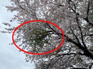 벚나무 빗자루병 감염 목(원 안)