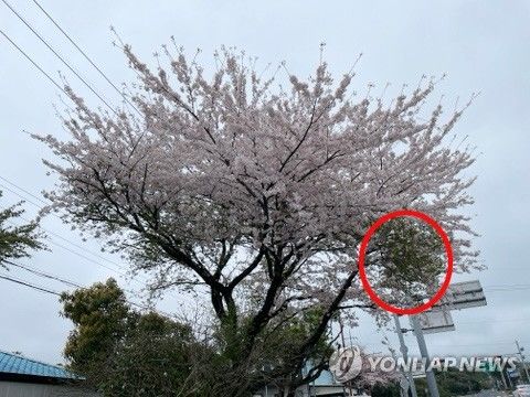 벚나무 빗자루병 감염 목(원 안)