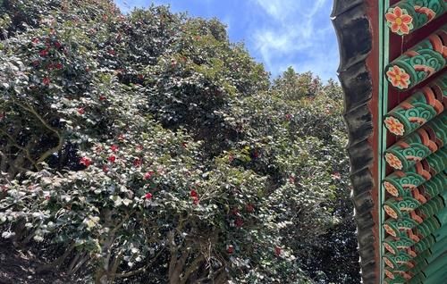 고창 선운사 동백나무숲