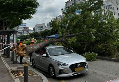 택시 덮친 가로수