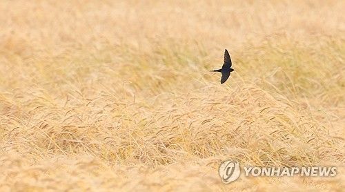 비가 오려나 봐