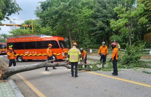 강풍에 쓰러진 인천 시내 가로수