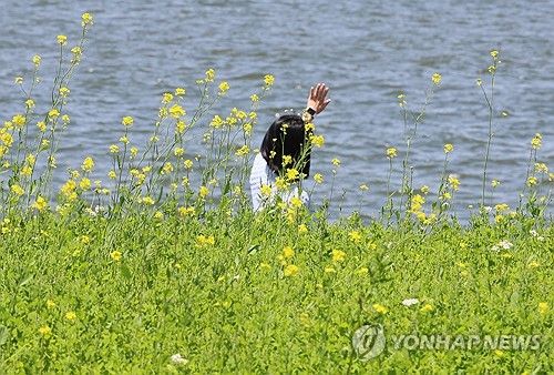 유채꽃 축제 열린 서래섬