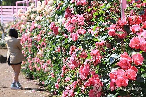 장미의 계절이 왔다