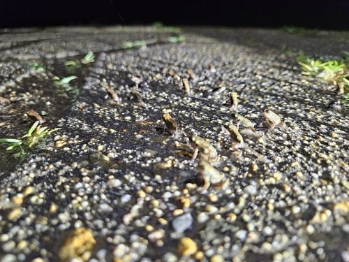 이동 시작한 망월지 새끼 두꺼비