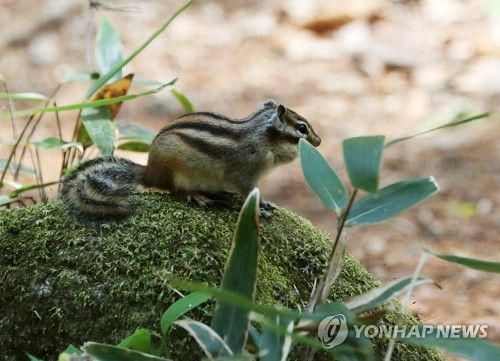월정사 전나무 숲에 살아요