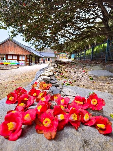 송이째 떨어진 동백꽃[사진/백승렬 기자]