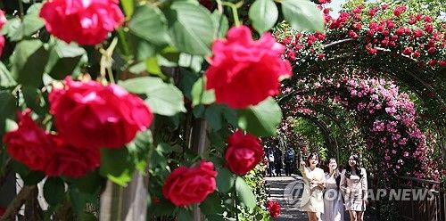 장미 보러 중랑천으로 오세요