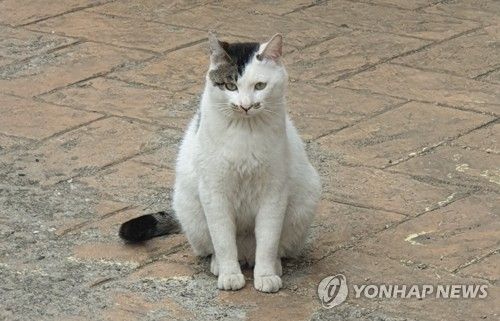 고양이