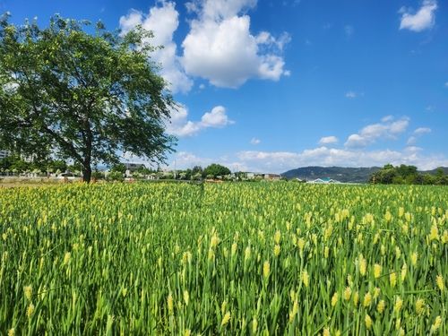 양주 나리공원 보리밭