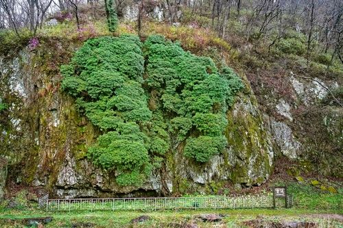 국내 최대 크기 송악[사진/백승렬 기자]