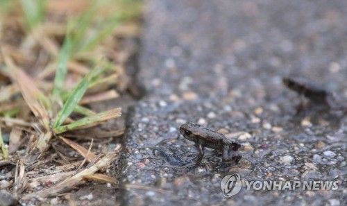 비오는 날 새끼 두꺼비