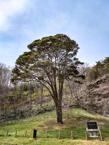 장사송[사진/백승렬 기자]
