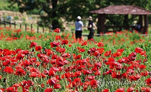 붉게 물든 양귀비꽃