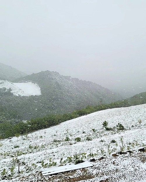 5월에 폭설 맞은 안반데기 봄나물