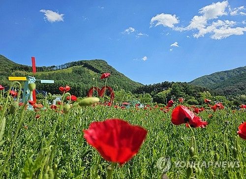 "같은 강원인데" 남부는 꽃양귀비 활짝…폭설 내린 북부 산간과 대조