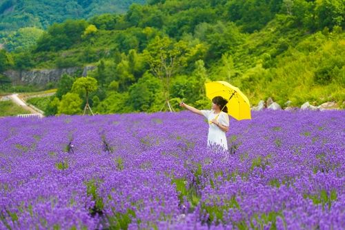 동해 무릉별유천지 '라벤더 축제' 행사장