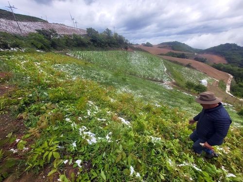 안반데기 마을, 눈 쌓인 산나물 피해. [촬영 이상학]