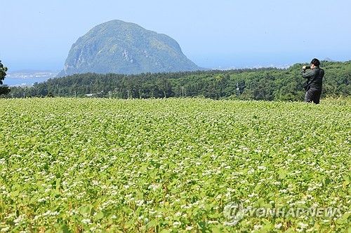 제주는 메밀꽃 필 무렵