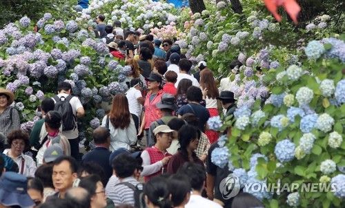 2019년 열린 태종대 수국 축제