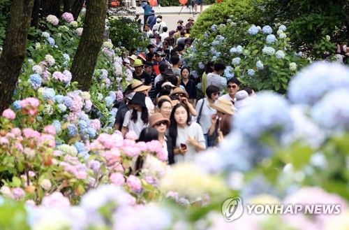 2019년 열린 태종대 수국 축제 개막
