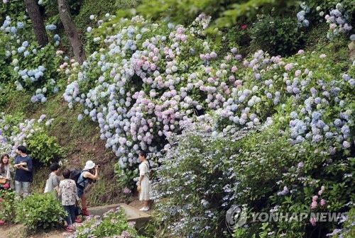 태종대 여름꽃 수국 만개