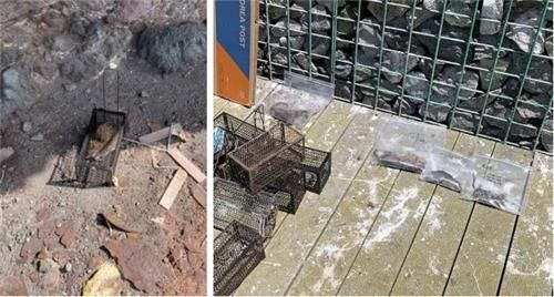 독도에 설치된 포획틀에 잡힌 집쥐들. [대구지방환경청 제공. 재판매 및 DB 금지]