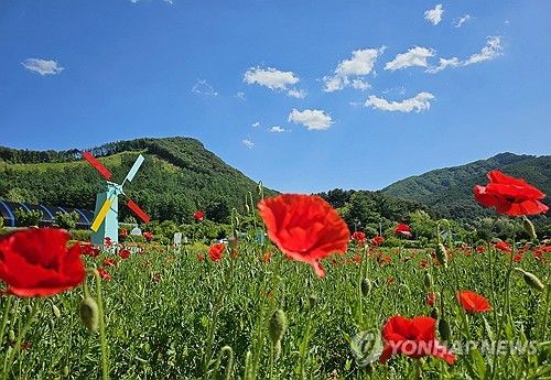 원주 용수골에 핀 붉은 양귀비